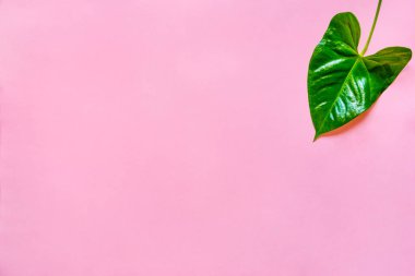 Üstten görünüm pembe bir arka plan üzerinde yeşil bir yaprak. Kopya alanı.