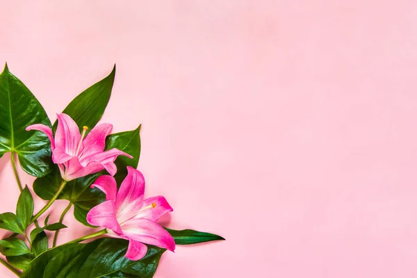 Colocación Plana Flores Lilium Hojas Verdes Sobre Fondo Rosa Copiar — Foto de Stock