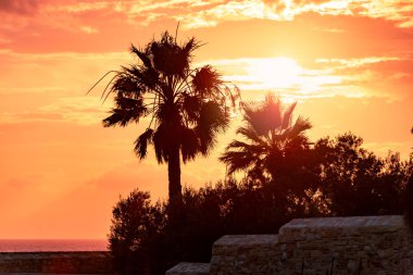 Renkli gün batımı ışınları altında palmiye ağaçları.