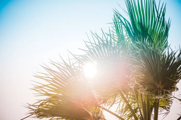 Palm trees under the rays of the summer sun. — Stock Photo, Image