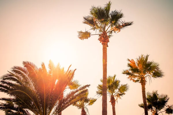Palm trees under the rays of the colorful sunset. — Stock Photo, Image