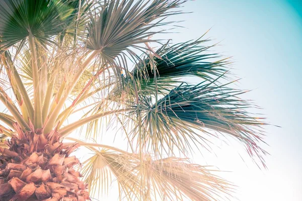 Upward view of a palm tree under the summer sun light. — Stock Photo, Image