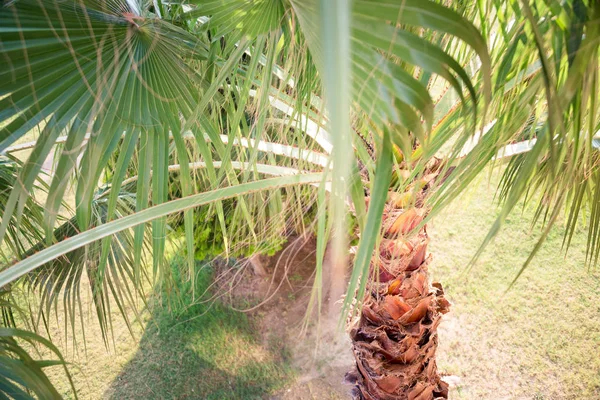 Top view of a palm tree under the summer sun light.