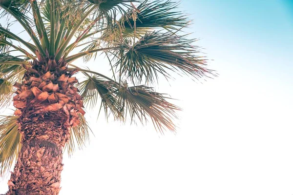 Upward view of a palm tree under the summer sun light. — Stock Photo, Image