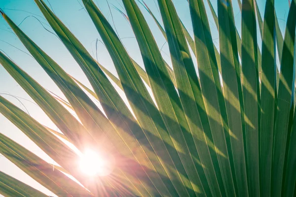 Close up of green palm leaf with sun rays breaking through. — Stock Photo, Image