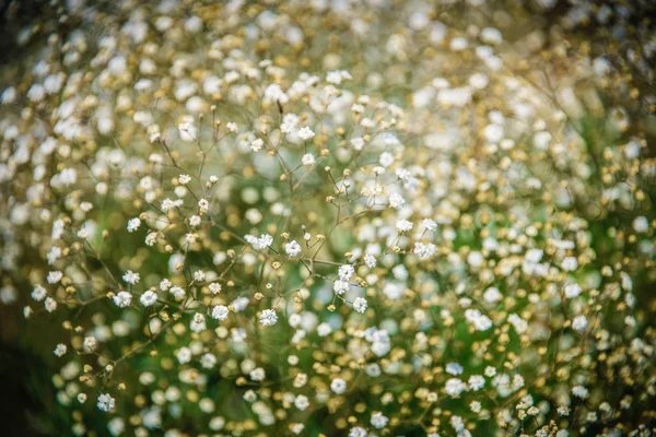 Close-up van gypsophilia bloemen, abstracte natuur achtergrond. — Stockfoto