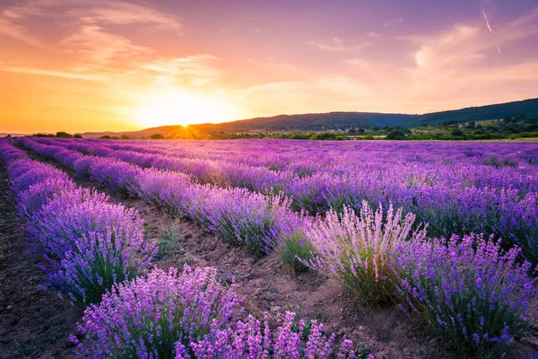 Blühendes Lavendelfeld unter den roten Farben des sommerlichen Sonnenuntergangs — Stockfoto