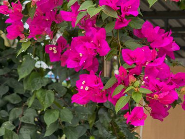 Bougainvillaea çiçeği bitkisinin yakın çekimi