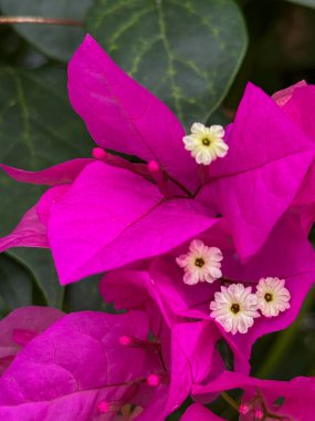 Bir demet bougainvillaea çiçeğinin yakın çekimi