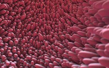 bağırsak i. mikroskobik closeup 3D çizimi
