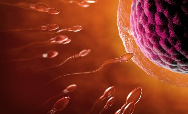 3d illustration of transparent sperm cells swimming towards egg cell clipart