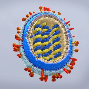 gribi patojeni kesit içinde bilimsel olarak doğru bir temsil 3D çizimi