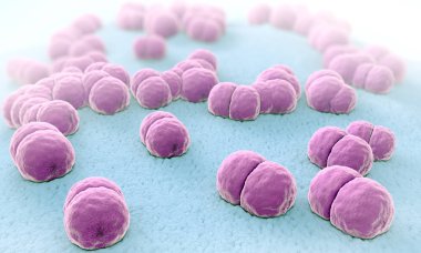 Menenjit patojenler yüzlerce 3D çizimi menigococcus denilen