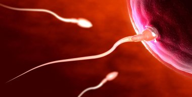 3d illustration of red transparent sperm cells swimming towards egg cell clipart