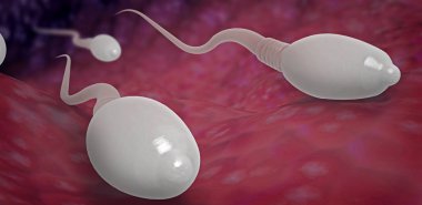 3d illustration of sperm cells moving towards egg cell into the womb clipart