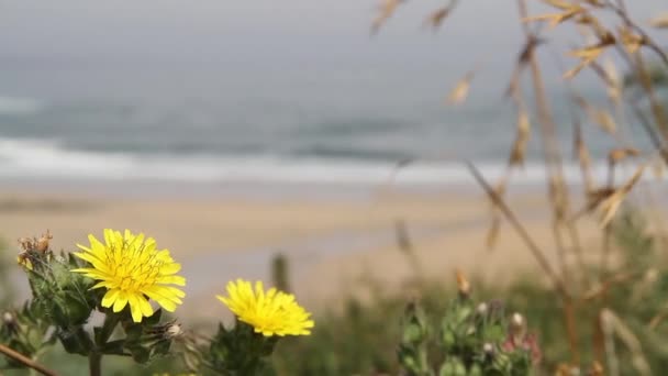 Gula Blommor Och Gräs Framför Sandig Kust Med Strand Bakgrunden — Stockvideo