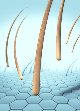 3D çizimi deriden ayırmak birkaç düşen saç saç dökülmesi denilen