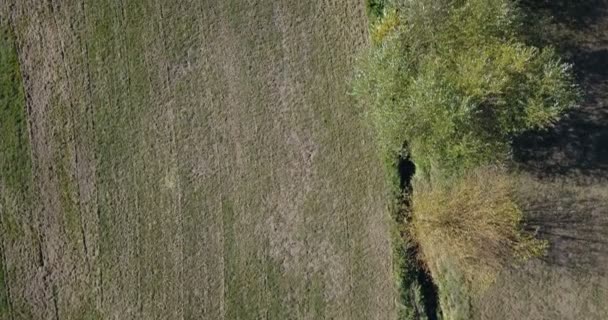 Vue aérienne ou images de drones d'un survol de champs et de prairies avec de grands arbres et une lisière de forêt 
