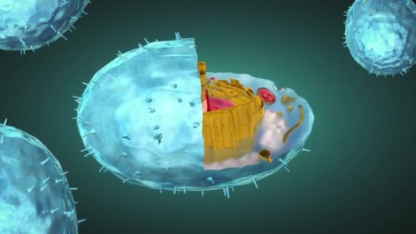 Wissenschaftliche Illustration Der Inneren Struktur Einer Falsch Gefärbten Menschlichen Zelle — Stockvideo