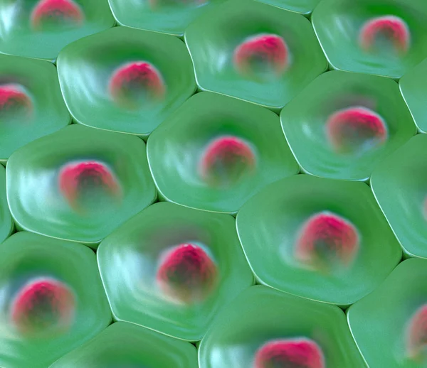 图绿色细胞模式与红色细胞核的顶部视图 — 图库照片