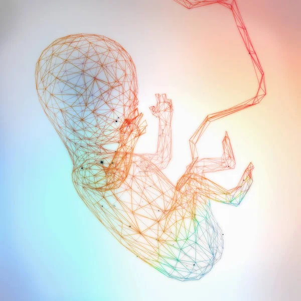 Иллюстрация Нерожденного Эмбриона Стиле Низкого Многоугольника Состоящего Линий Штрихов Цветном — стоковое фото