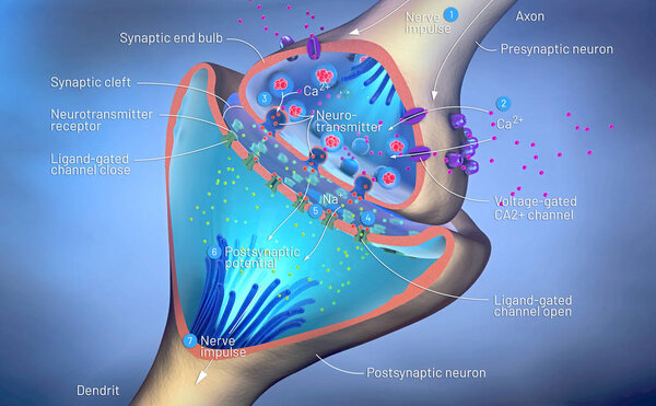 3d illustration of the scientific function of a synapse or neuronal connection with a nerve cell