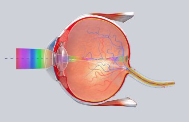 yan görünümü'nde insan gözü bir kesit 3D çizimi
