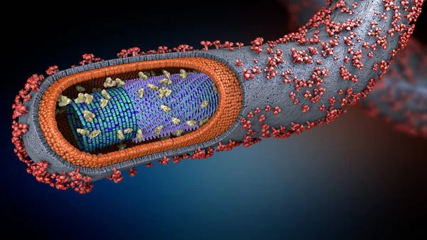 3d иллюстрация поперечного сечения патогена эболы — стоковое фото