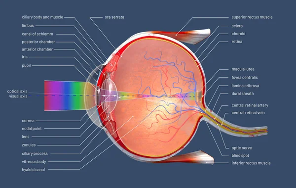 3D-Illustration eines Querschnitts des menschlichen Auges mit Erklärungen und Beschriftung — Stockfoto