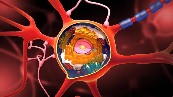 Поперечное сечение нейрона и клеточное построение с его различными частями - 3D иллюстрация — стоковое фото