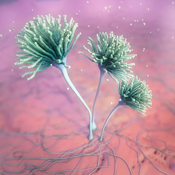 Mikroskopisk bild av växande formar eller mögel svamp och sporer-3D illustration — Stockfoto
