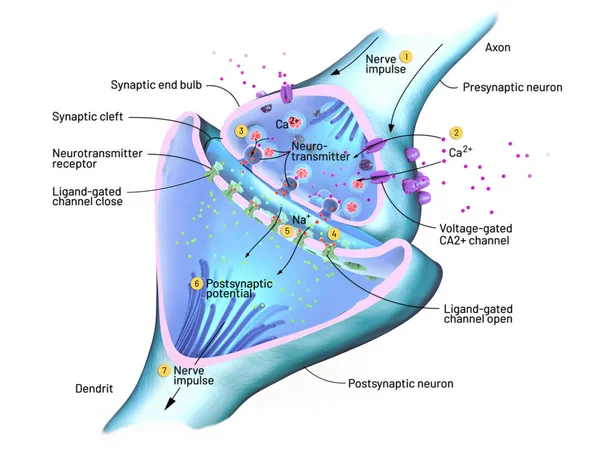 Поперечное сечение синапса или нейронной связи с нервной клеткой - 3d иллюстрация — стоковое фото