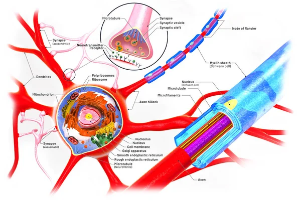 Querschnitt durch ein Neuron und Zellgebäude mit Beschreibungen — Stockfoto