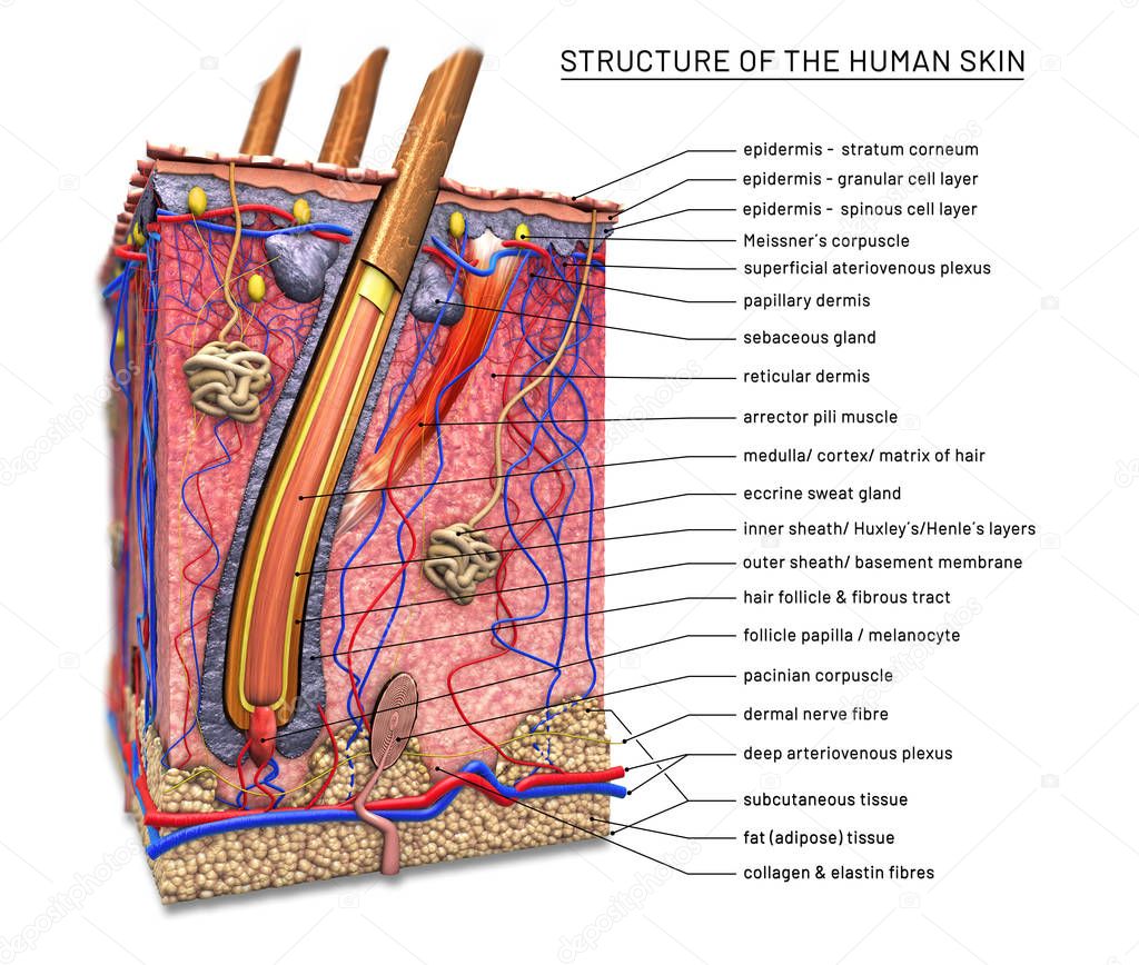 Structure of the human skin, cross section of hair follicle with descriptions - 3d illustration