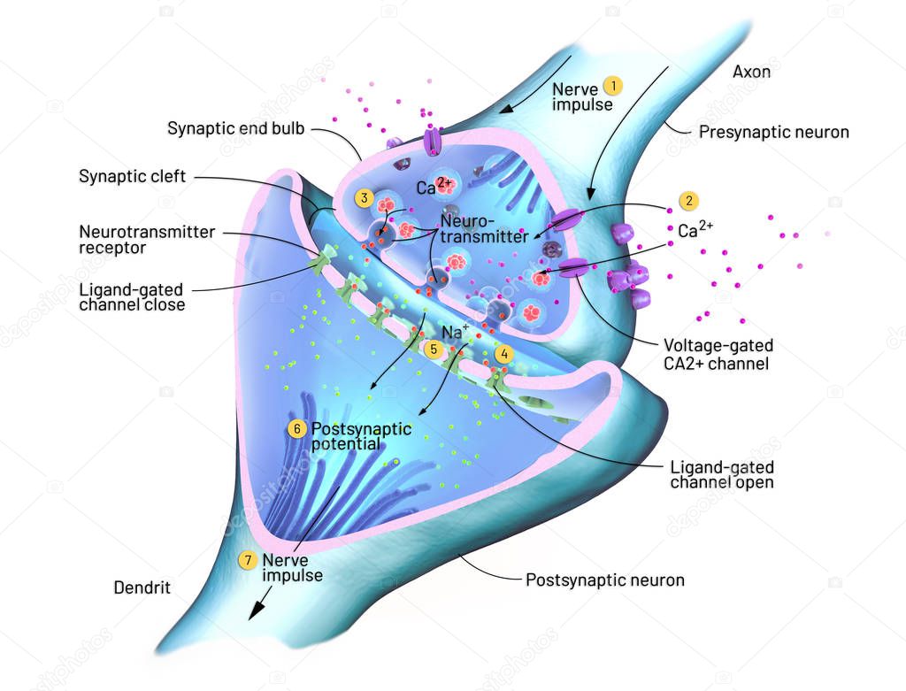 Cross section of a synapse or neuronal connection with a nerve cell - 3d illustration