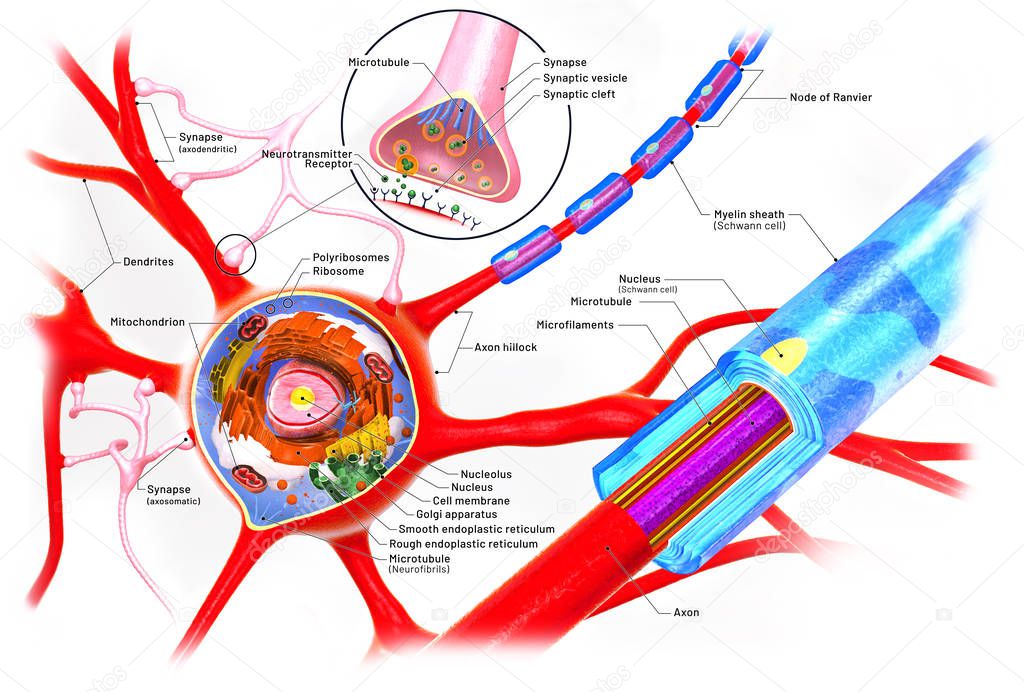 Cross section of a neuron and cell-building with descriptions  