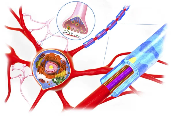 Dwarsdoorsnede van een neuron, functie en cel-gebouw-3D illustratie — Stockfoto