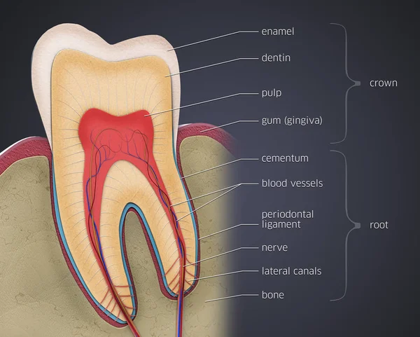 Corte transversal de um dente com descrições - ilustração 3d — Fotografia de Stock