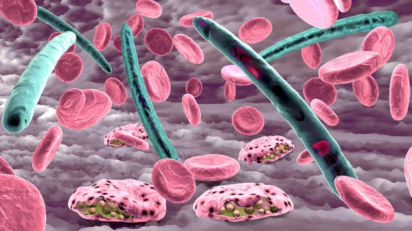 Malaria Patogeno Che Causa Malattia Della Malaria Cellule Del Sangue — Foto Stock