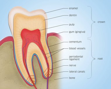 Açıklamaları ile bir diş kesiti - 3d illüstrasyon