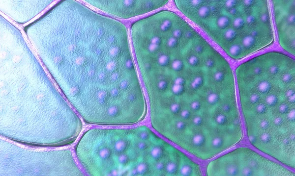 核と膜を持つ植物細胞のパターン 3Dイラスト — ストック写真