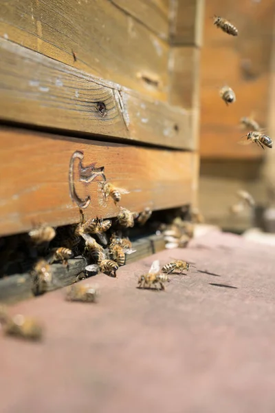 Μέλισσες Πετούν Και Φεύγουν Από Την Κυψέλη Τους Καλοκαίρι — Φωτογραφία Αρχείου