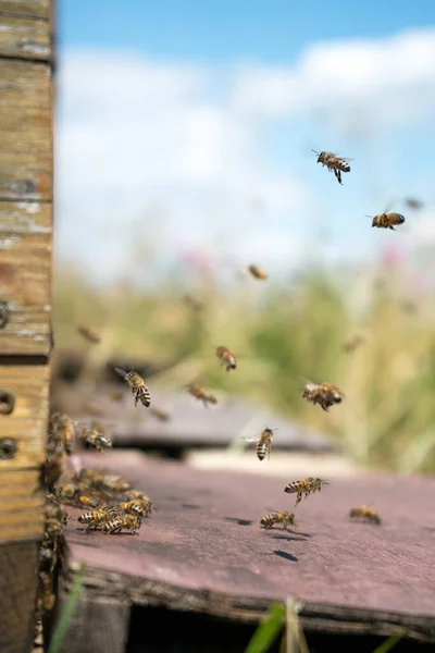 夏天蜜蜂飞起来 把蜂窝留在草地上 — 图库照片