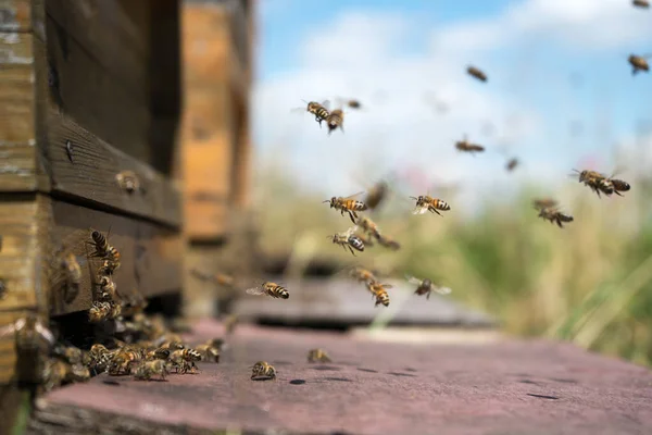 Μέλισσες Πετούν Και Αφήνουν Την Κυψέλη Τους Ένα Δασικό Λιβάδι — Φωτογραφία Αρχείου