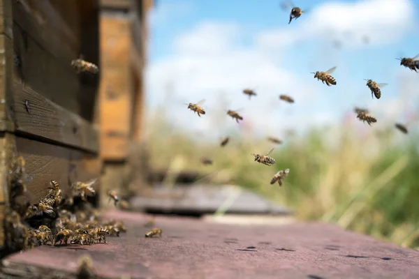 Honeybees Fly Leave Beehive Meadow Summer — Stock Photo, Image