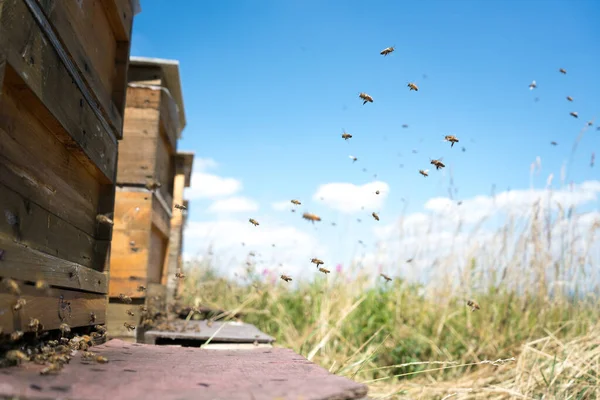 Μέλισσες Πετούν Και Αφήνουν Την Κυψέλη Τους Ένα Λιβάδι Καλοκαίρι — Φωτογραφία Αρχείου