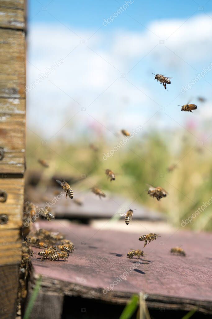 Honeybees fly and leave their beehive on a meadow in summer