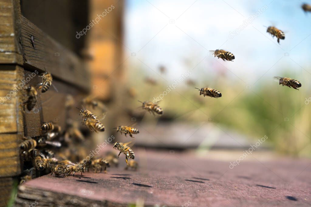 Honeybees fly and leave their beehive on a meadow in summer