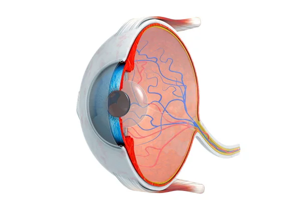 Graden Doorsnede Van Het Menselijk Oog Illustratie — Stockfoto