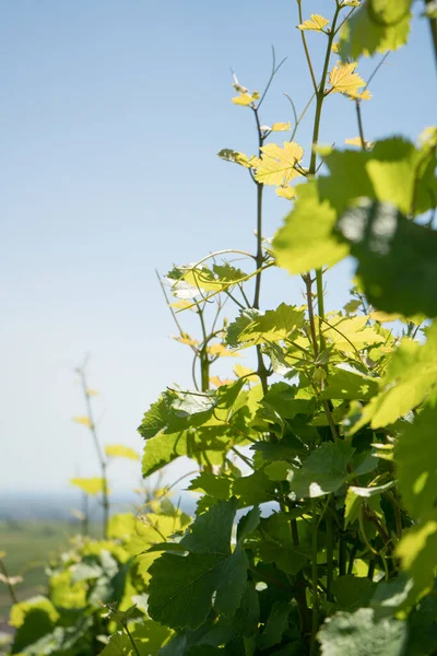 Vines and vine plants in the Southern Palatinate in Germany